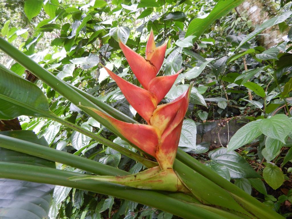 Balisier ou HELICONIA