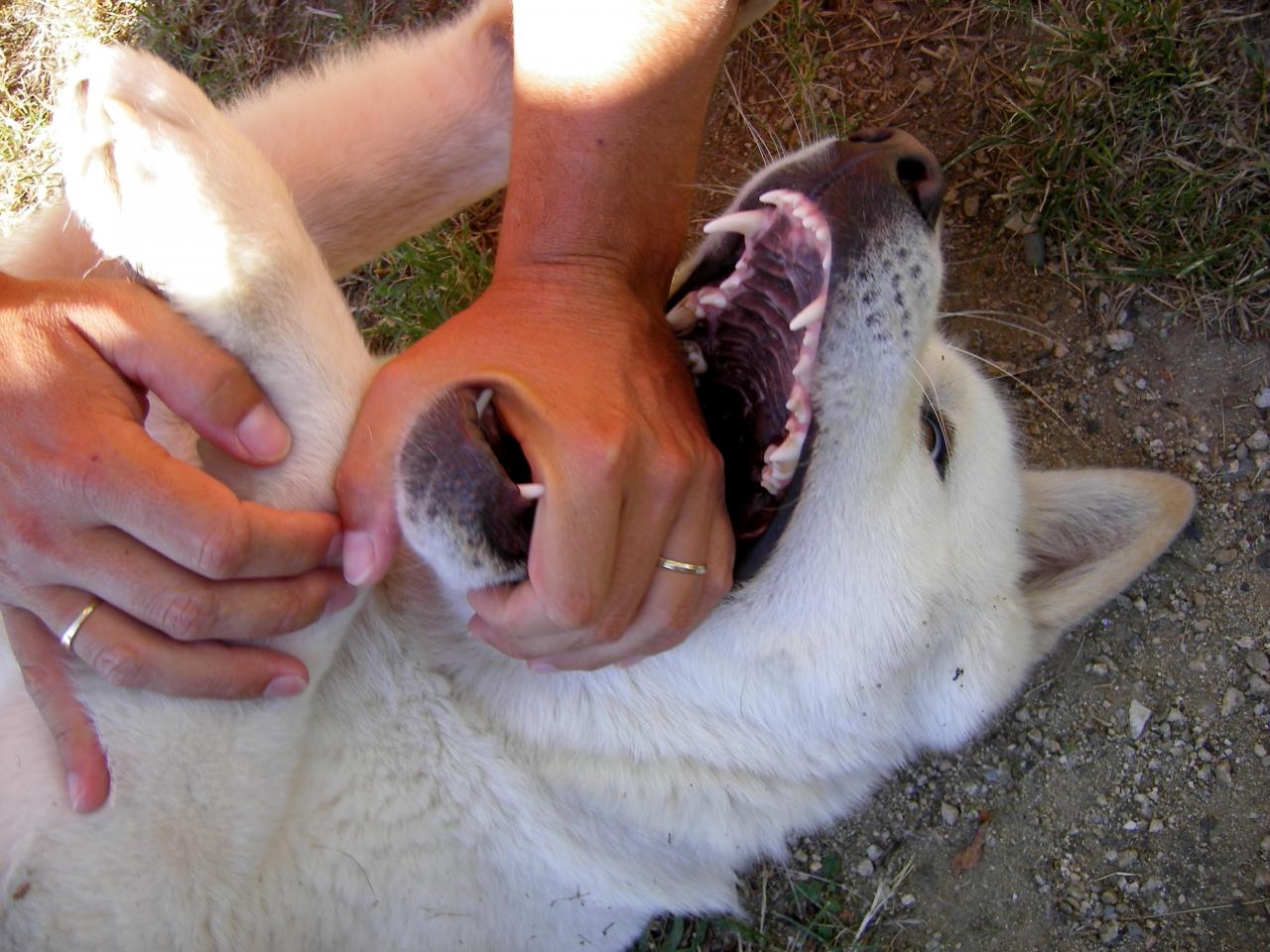 Belles dents