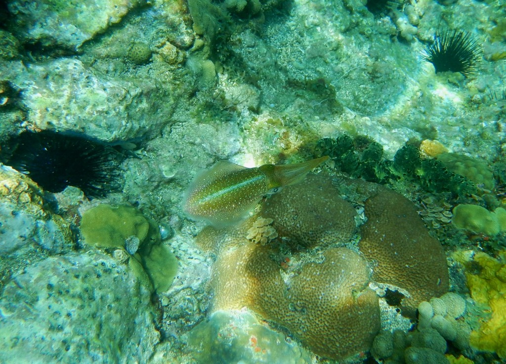 Calamar 1