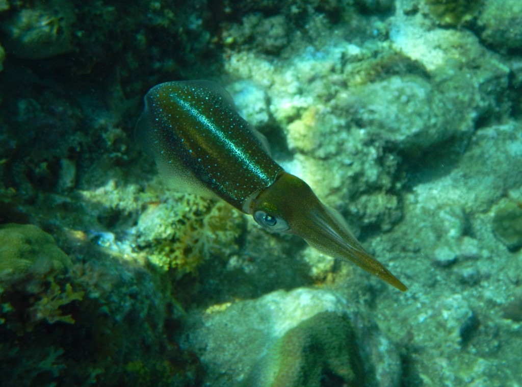 Calamar 2
