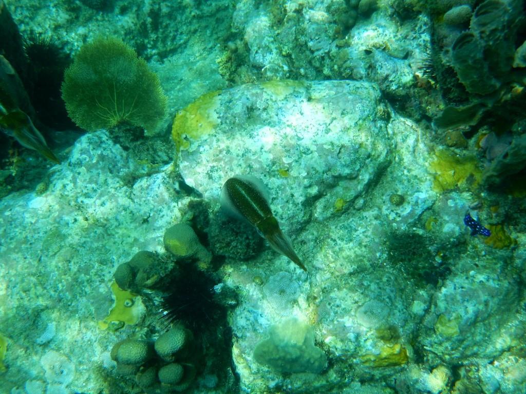Calamar 3