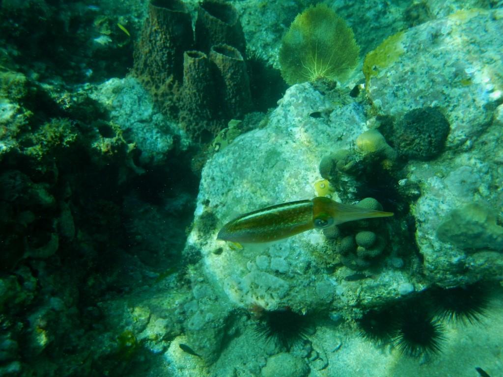 Calamar 4