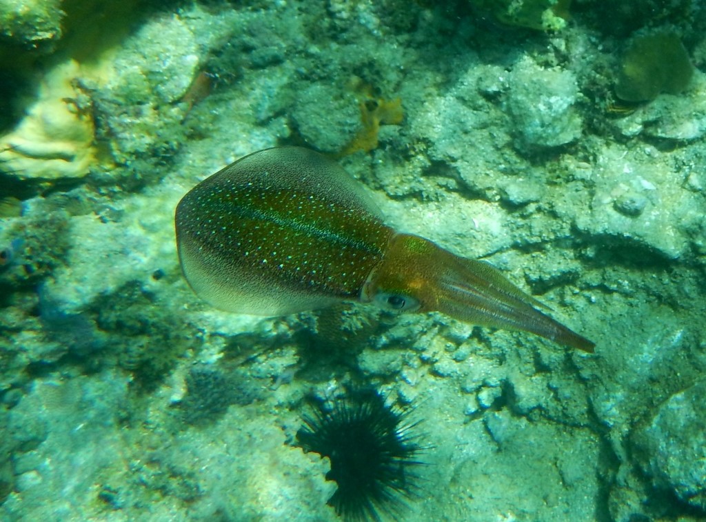 Calamar de récif