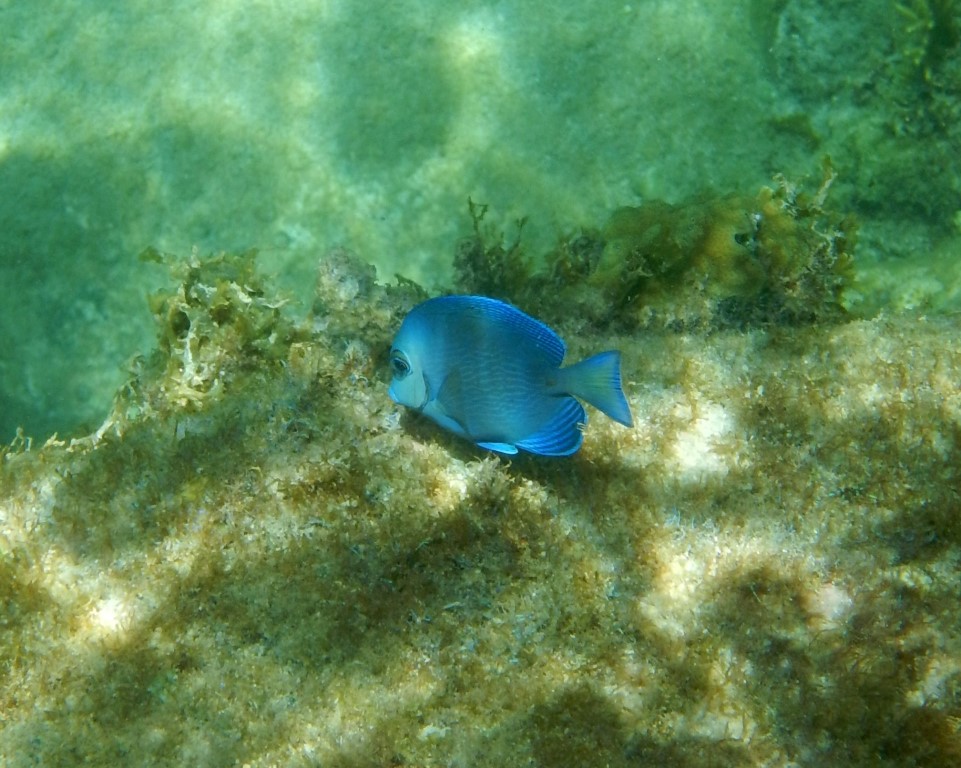 Chirurgien bleu 3