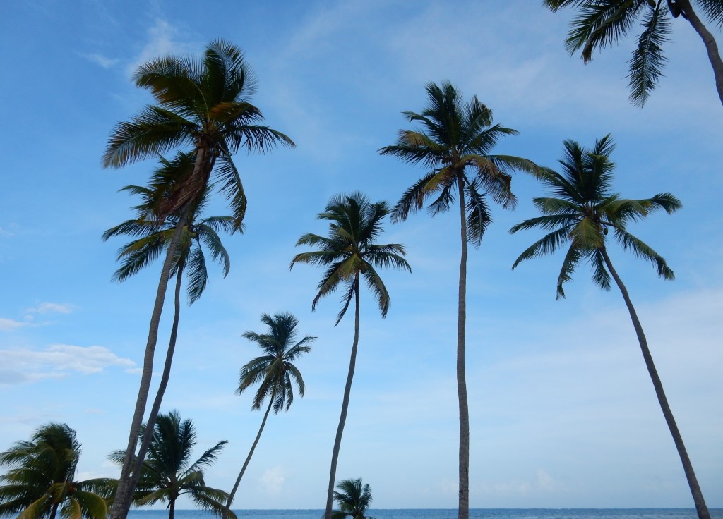 Cocotiers de la pointe Faula