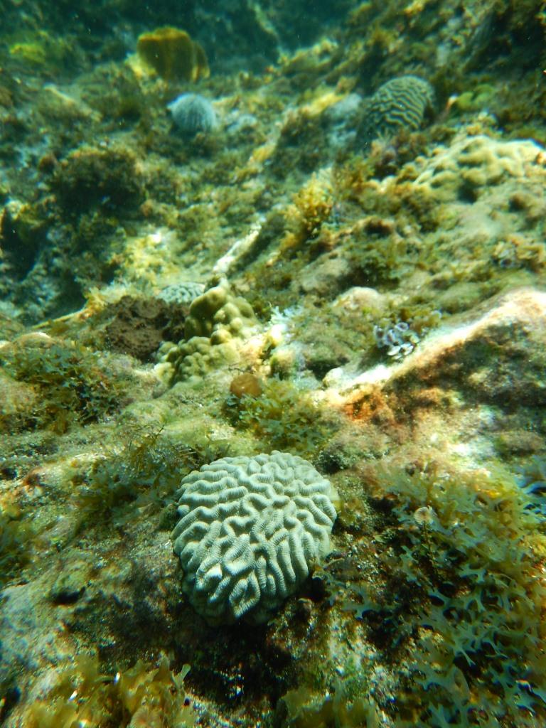 Corail cerveau