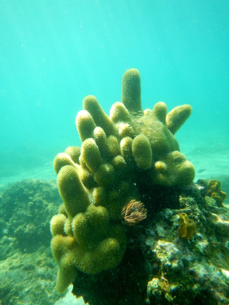 Corail cierge 2