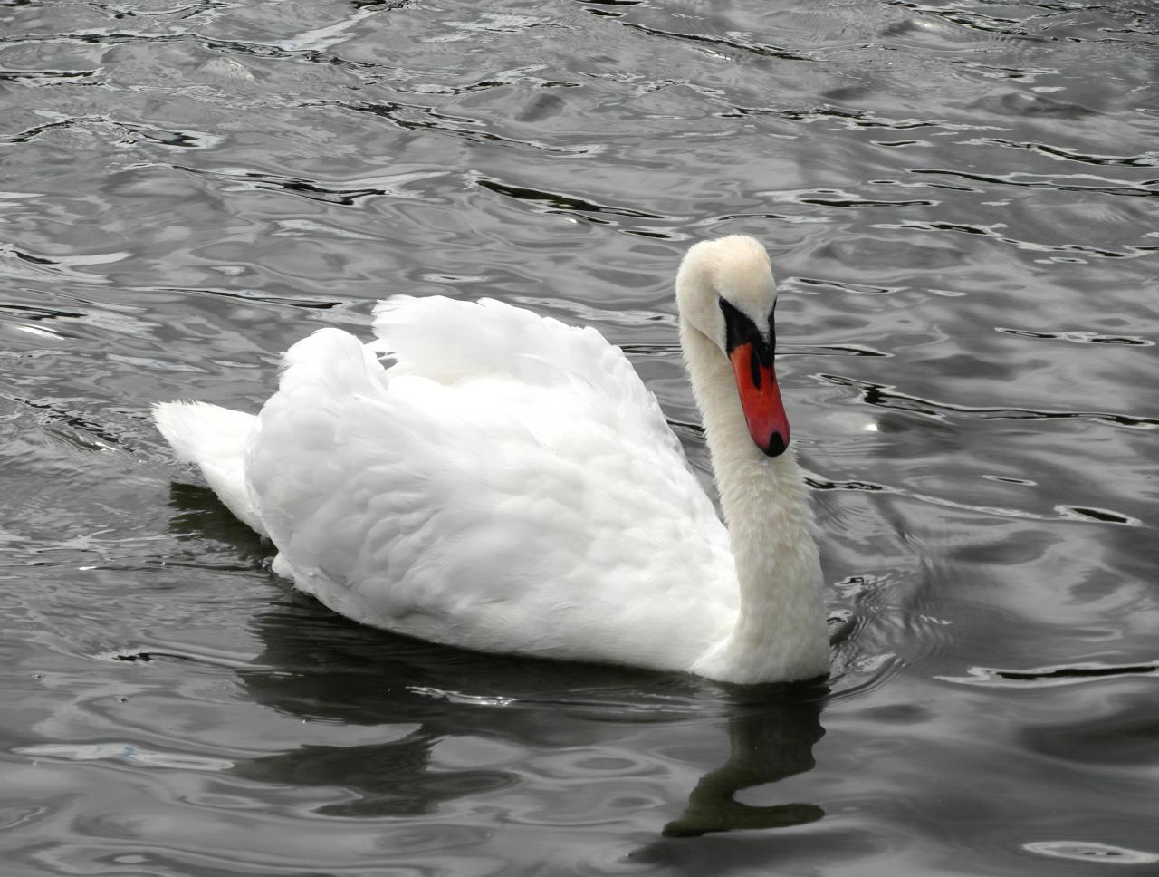 Cygne à Hyde Park