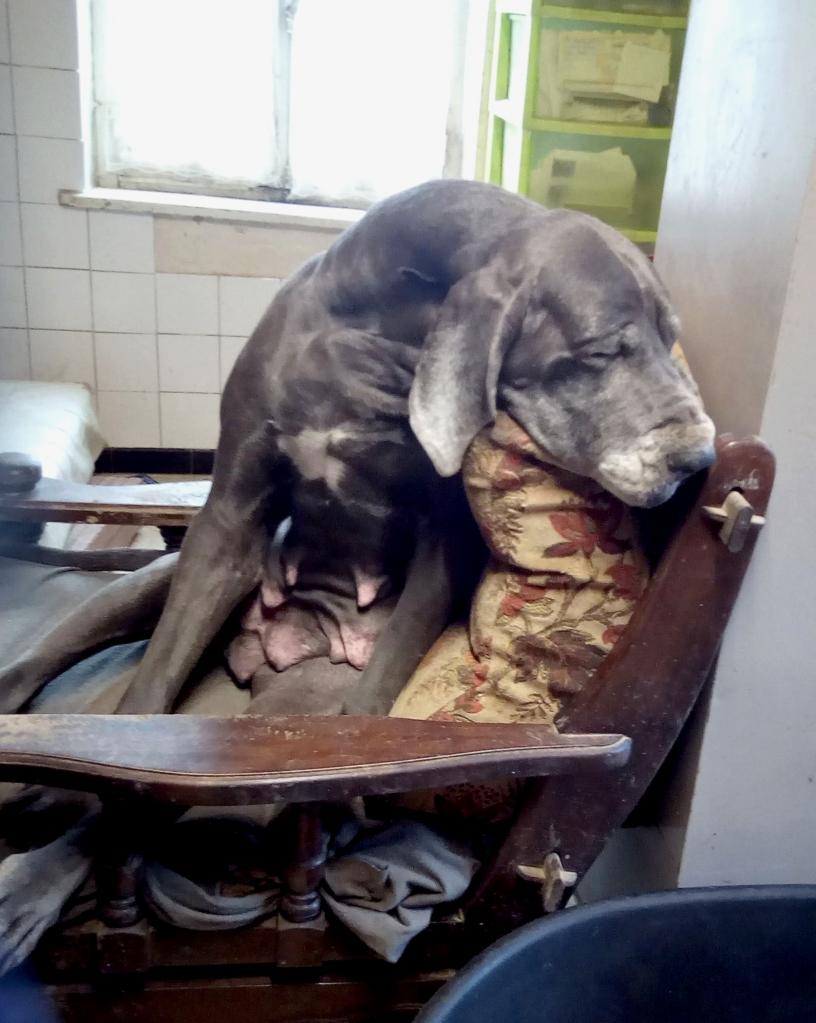 Dogue fatiguée