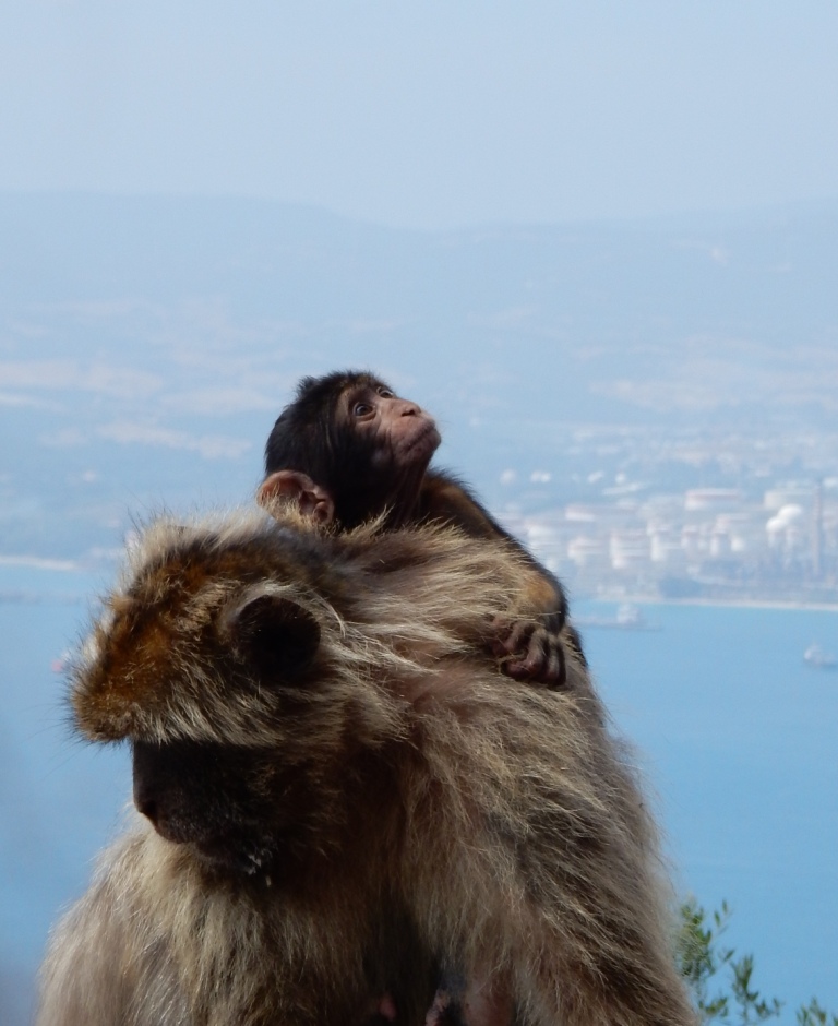 Famille de Gibraltar