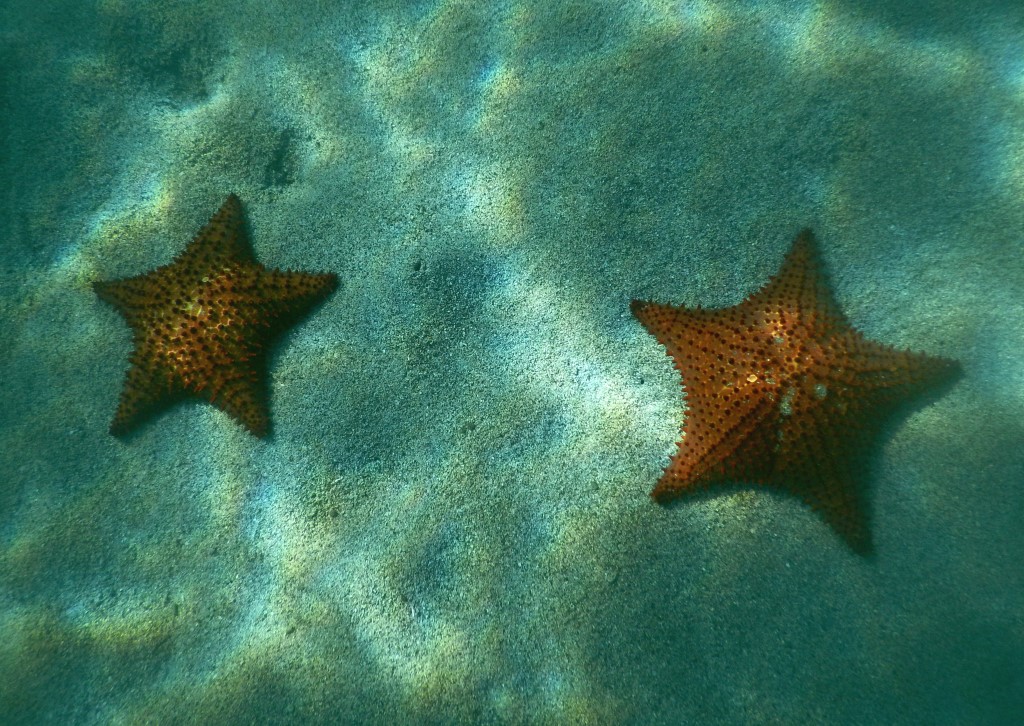 Binôme