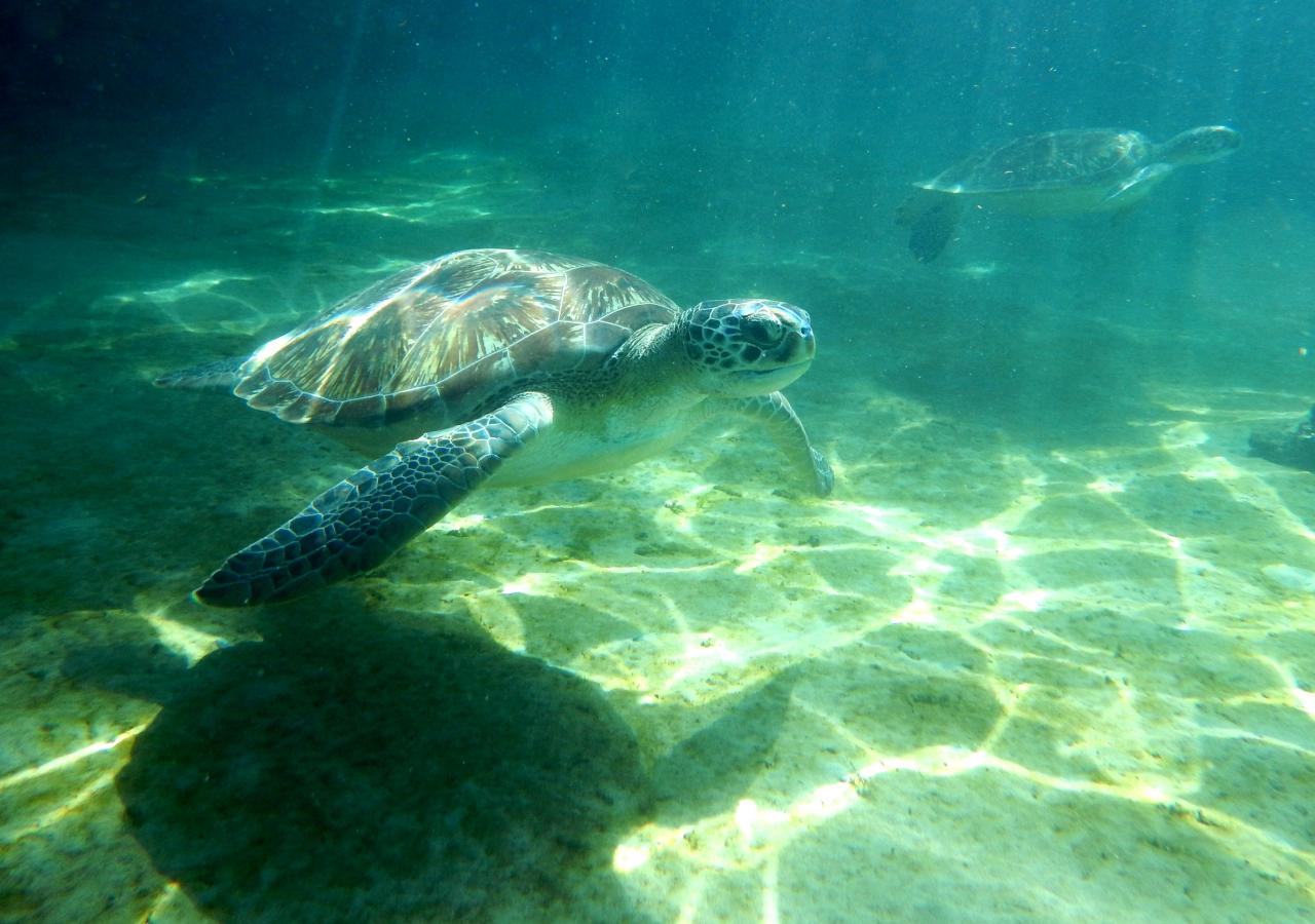 Tortue verte 3