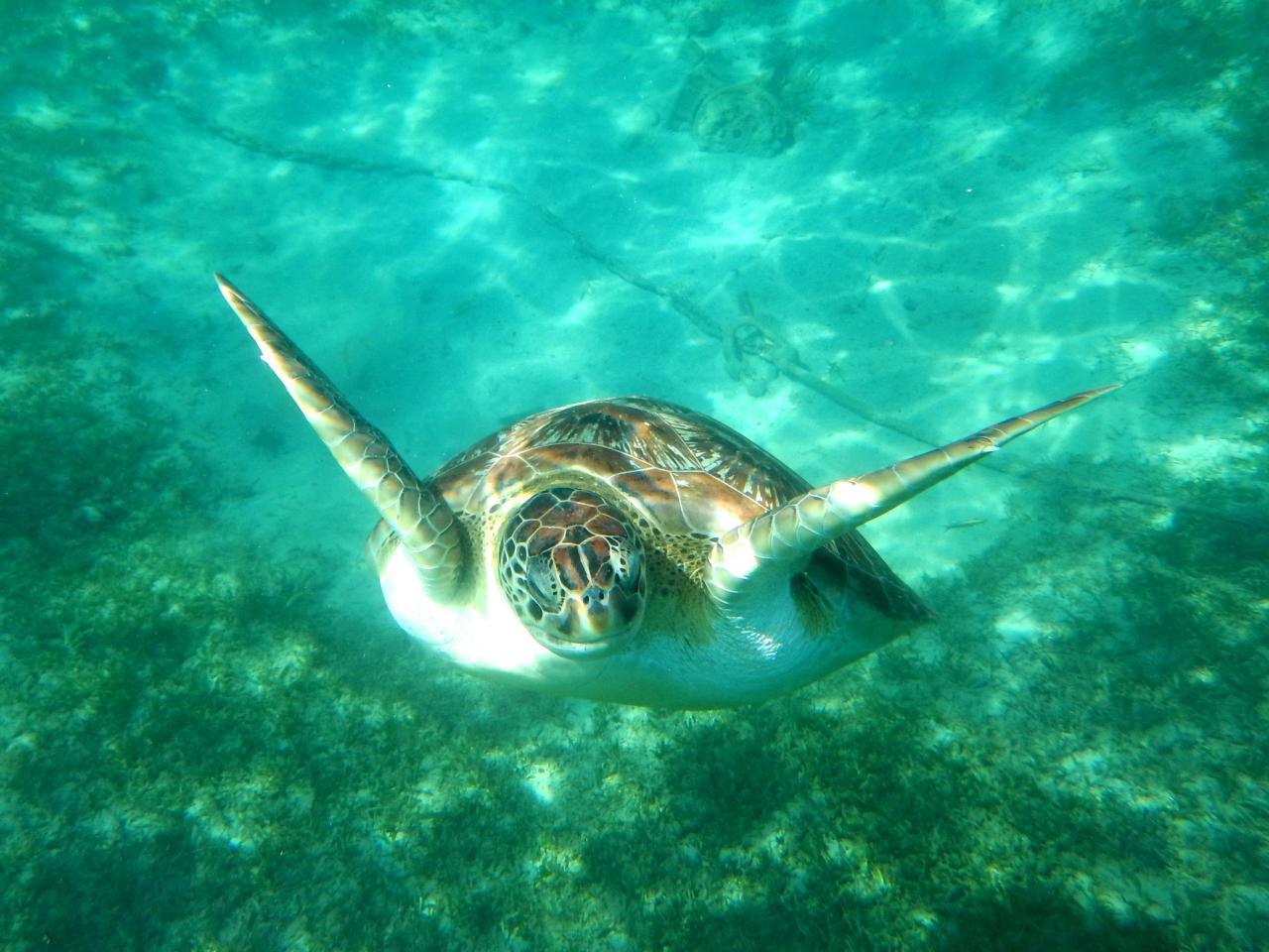 Tortue verte 4