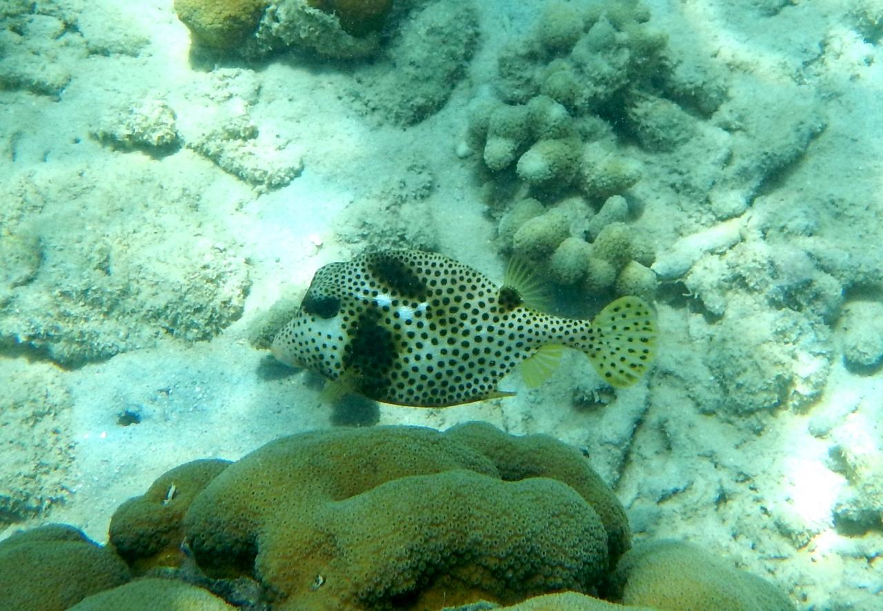 Poisson coffre zinga