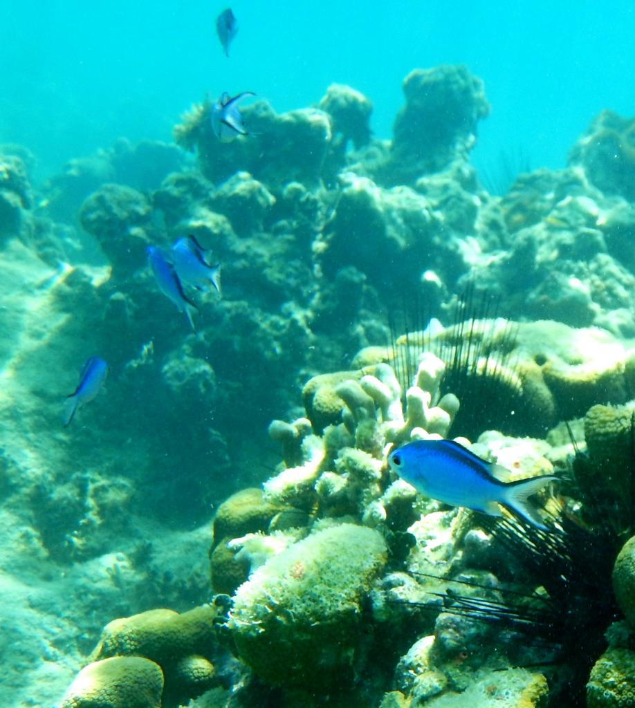 Petits poissons bleus
