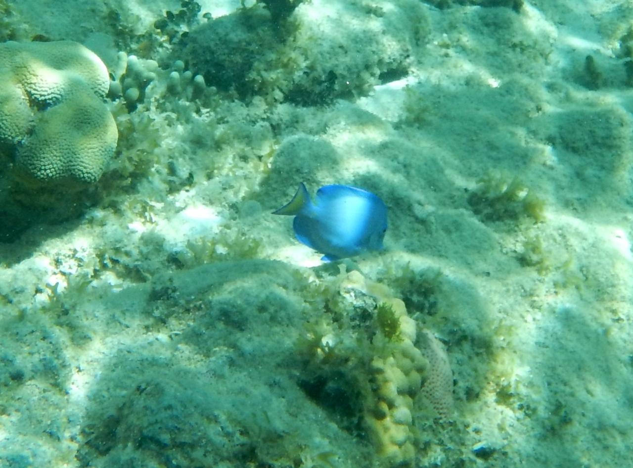 Chirurgien bleu