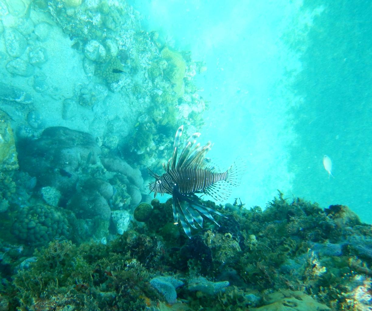 Poisson lion