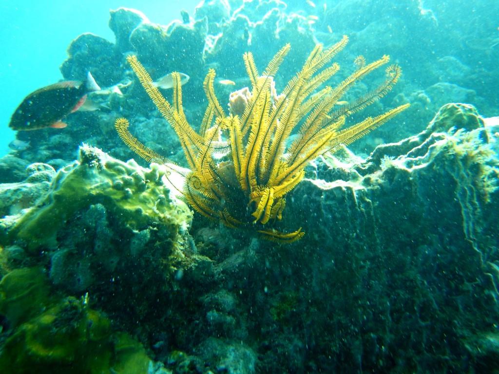 Hydraire vert