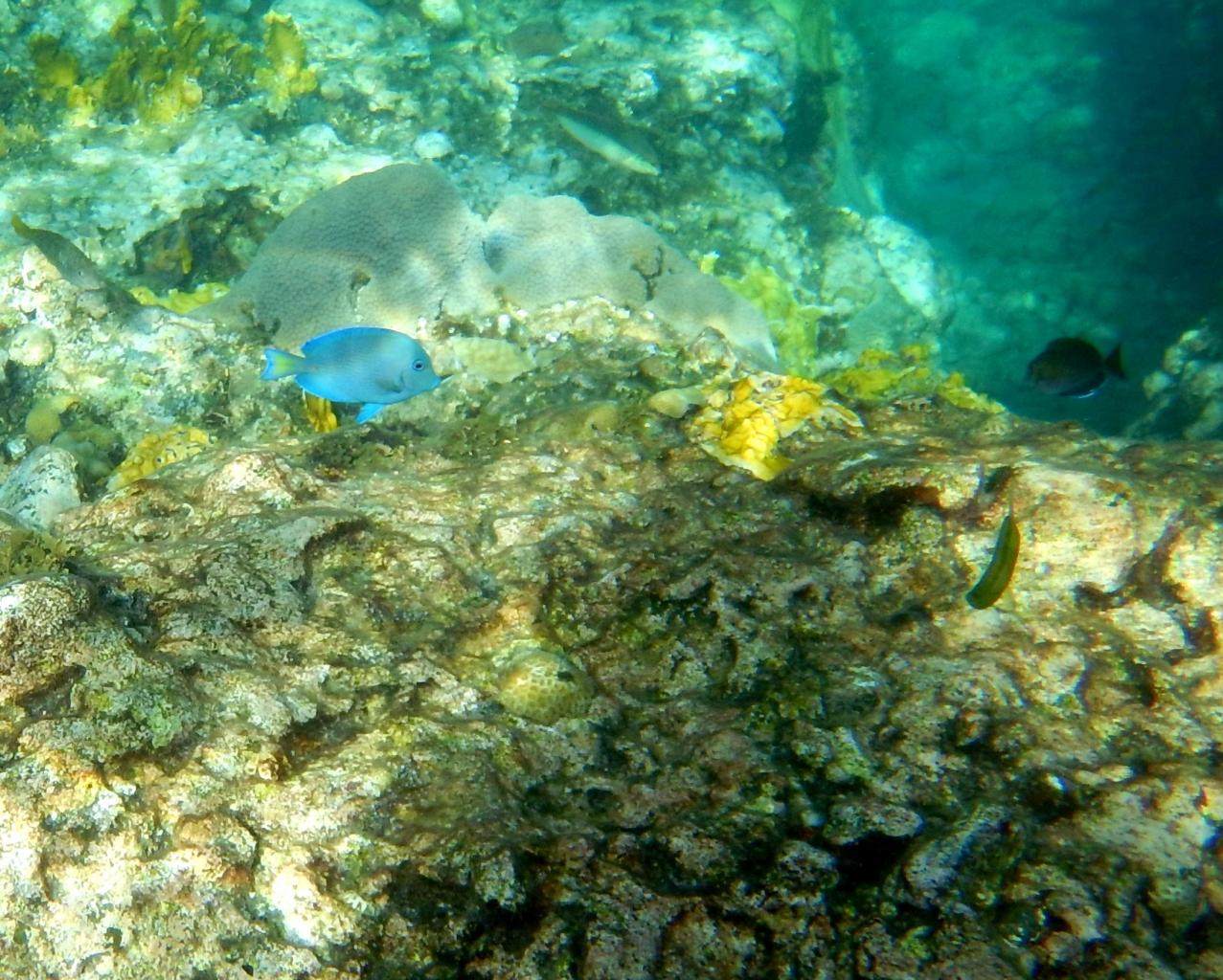 Chirurgien bleu 2