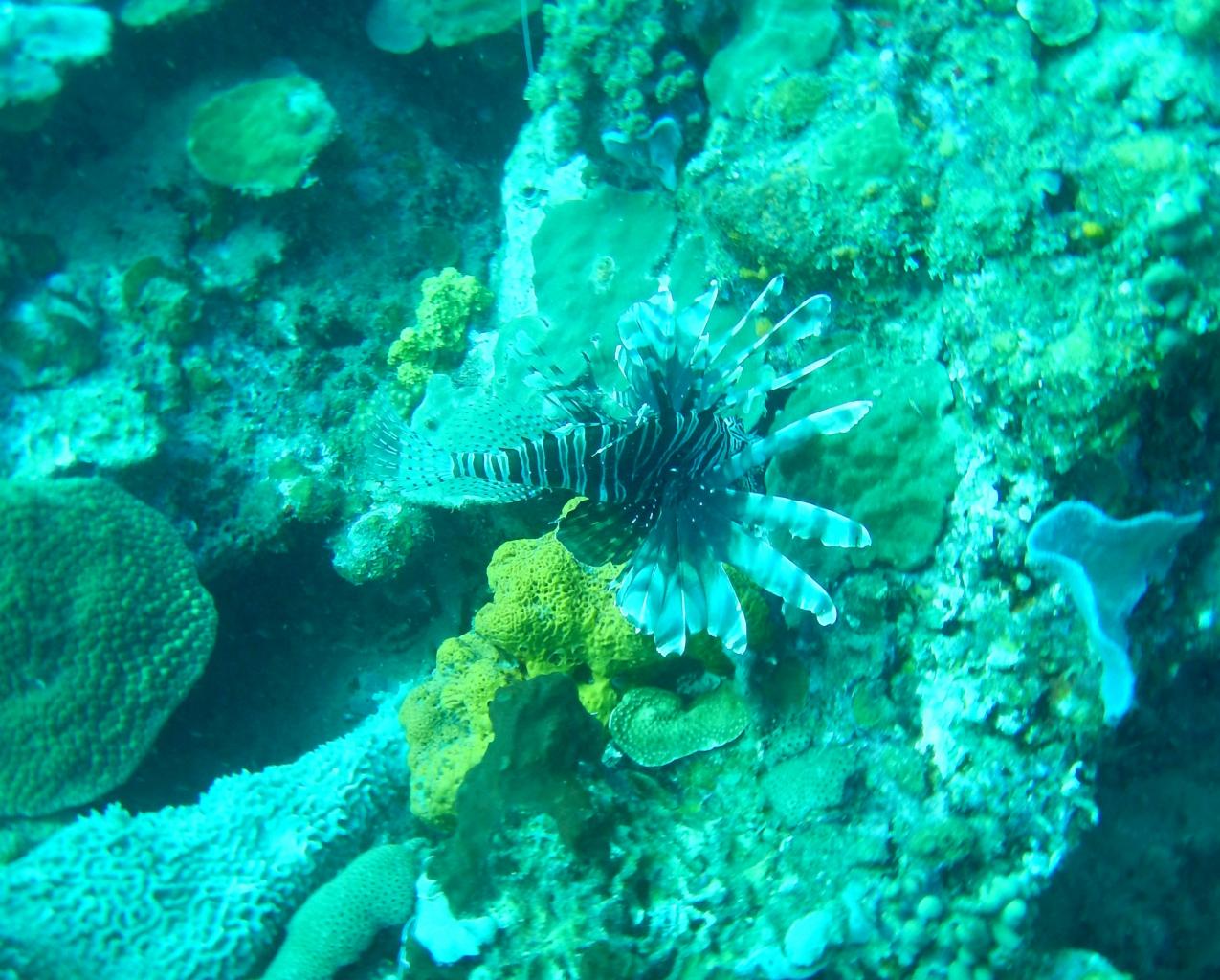 Poisson lion