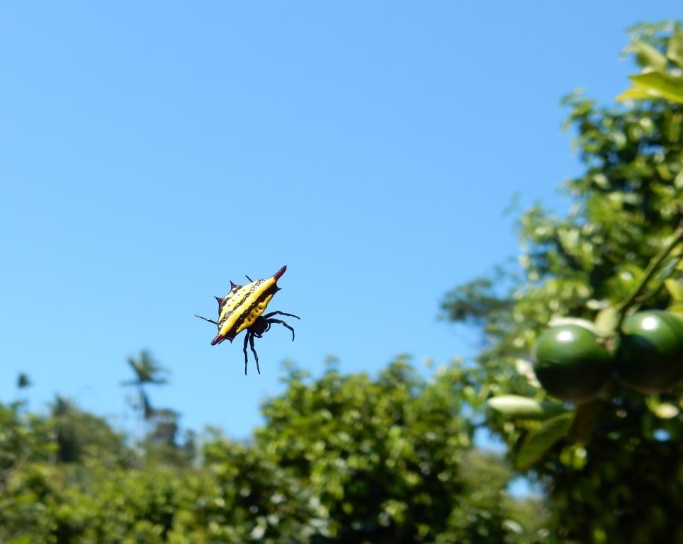 Belle araignée !