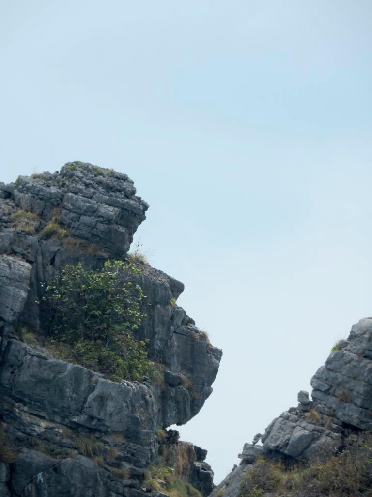 Tête de singe