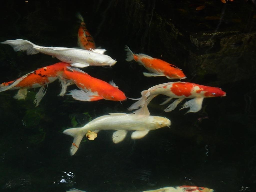 Carpes Koï