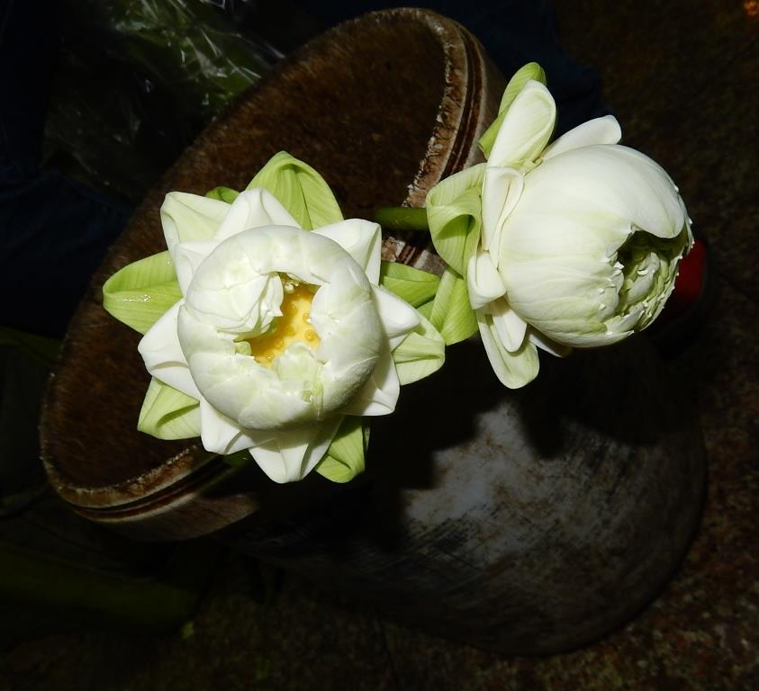 DSCN4124