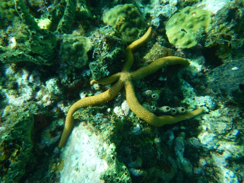 Etoile comète