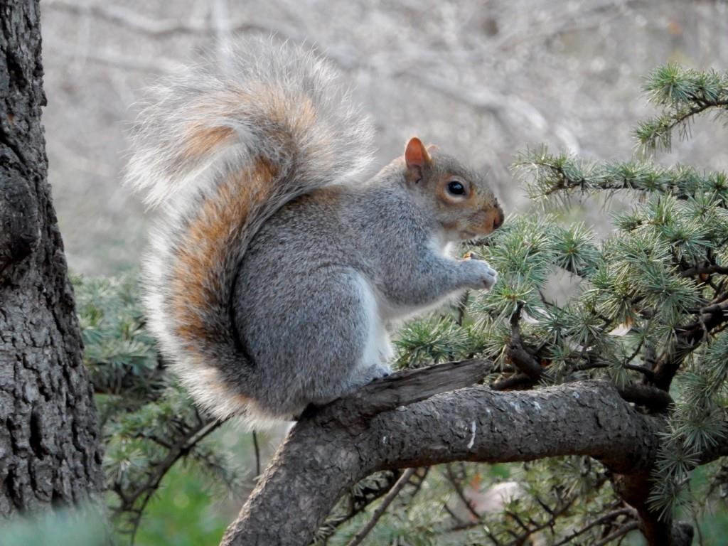 Habitant de Central park