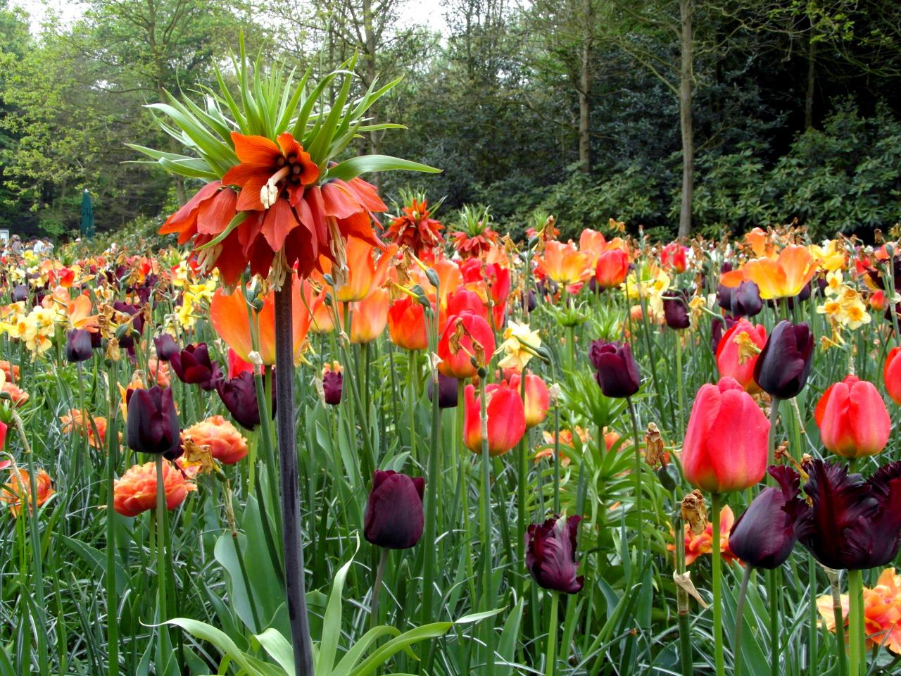 Keukenhof, Hollande