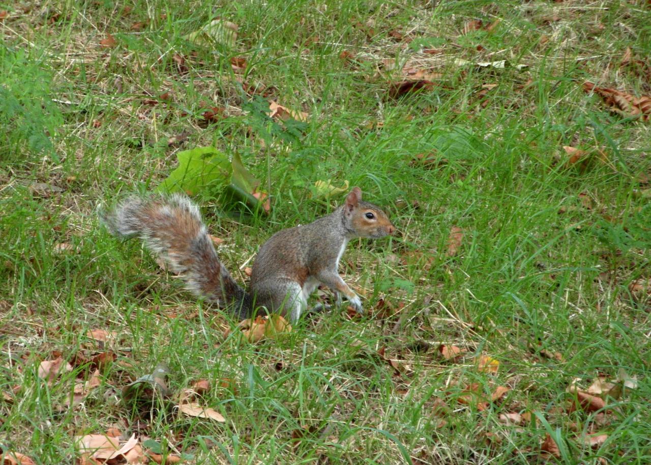 L'écureuil de Hyde Park