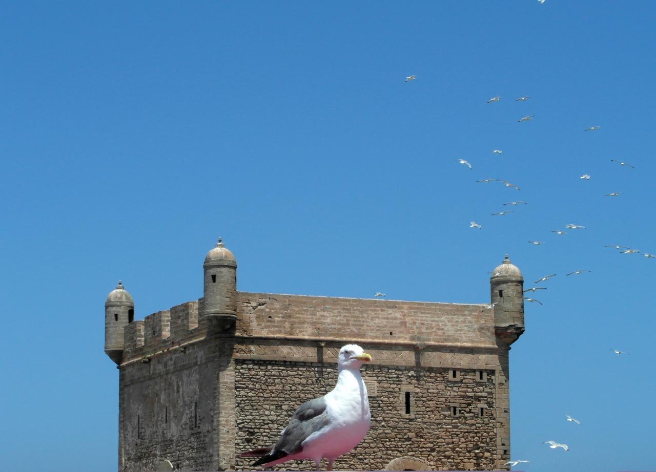 La mouette d'Essaouira