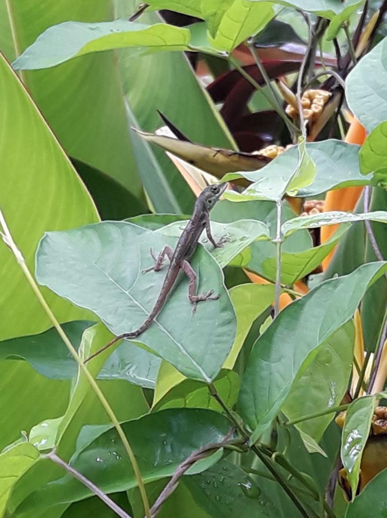 Lézard vert