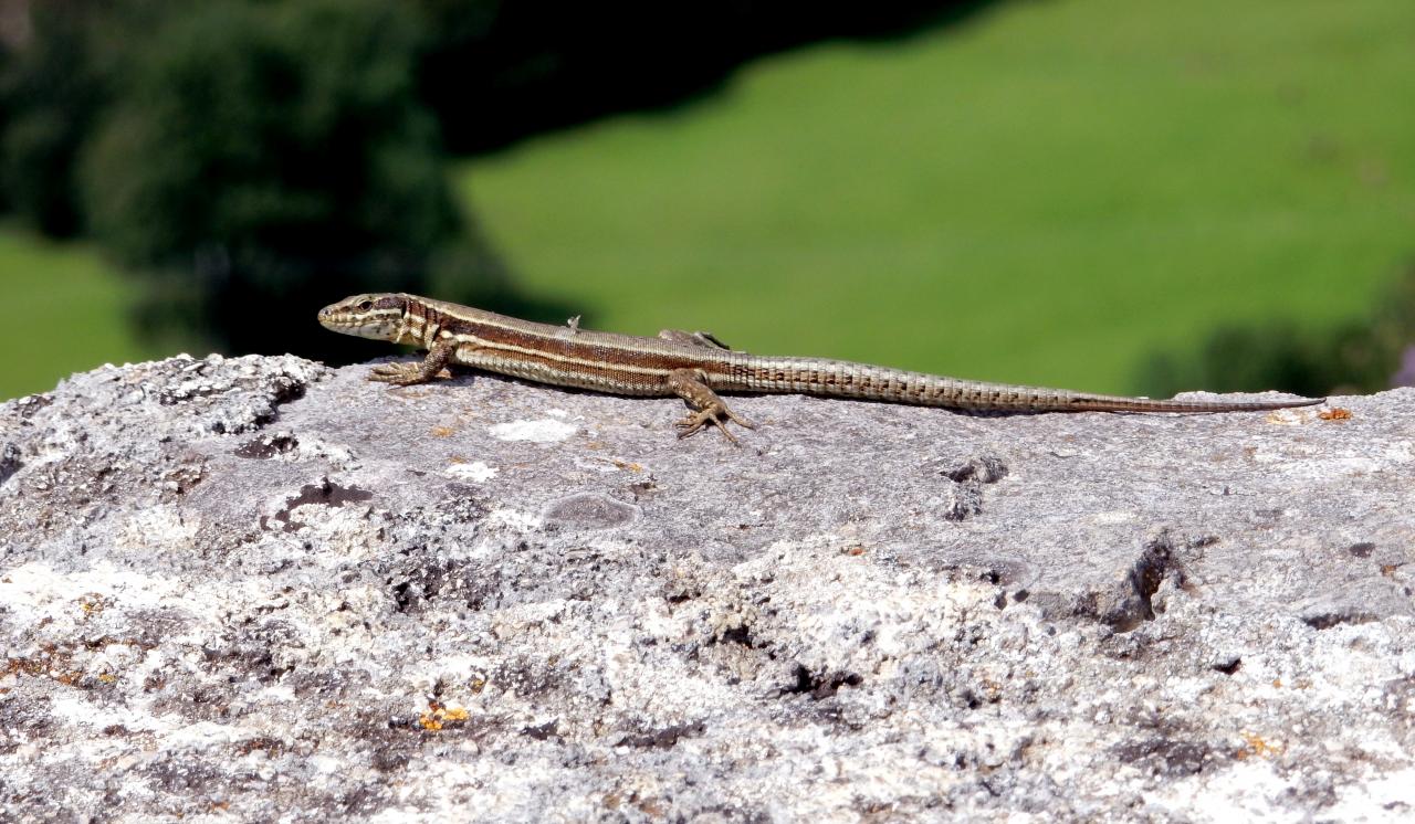 Lézard