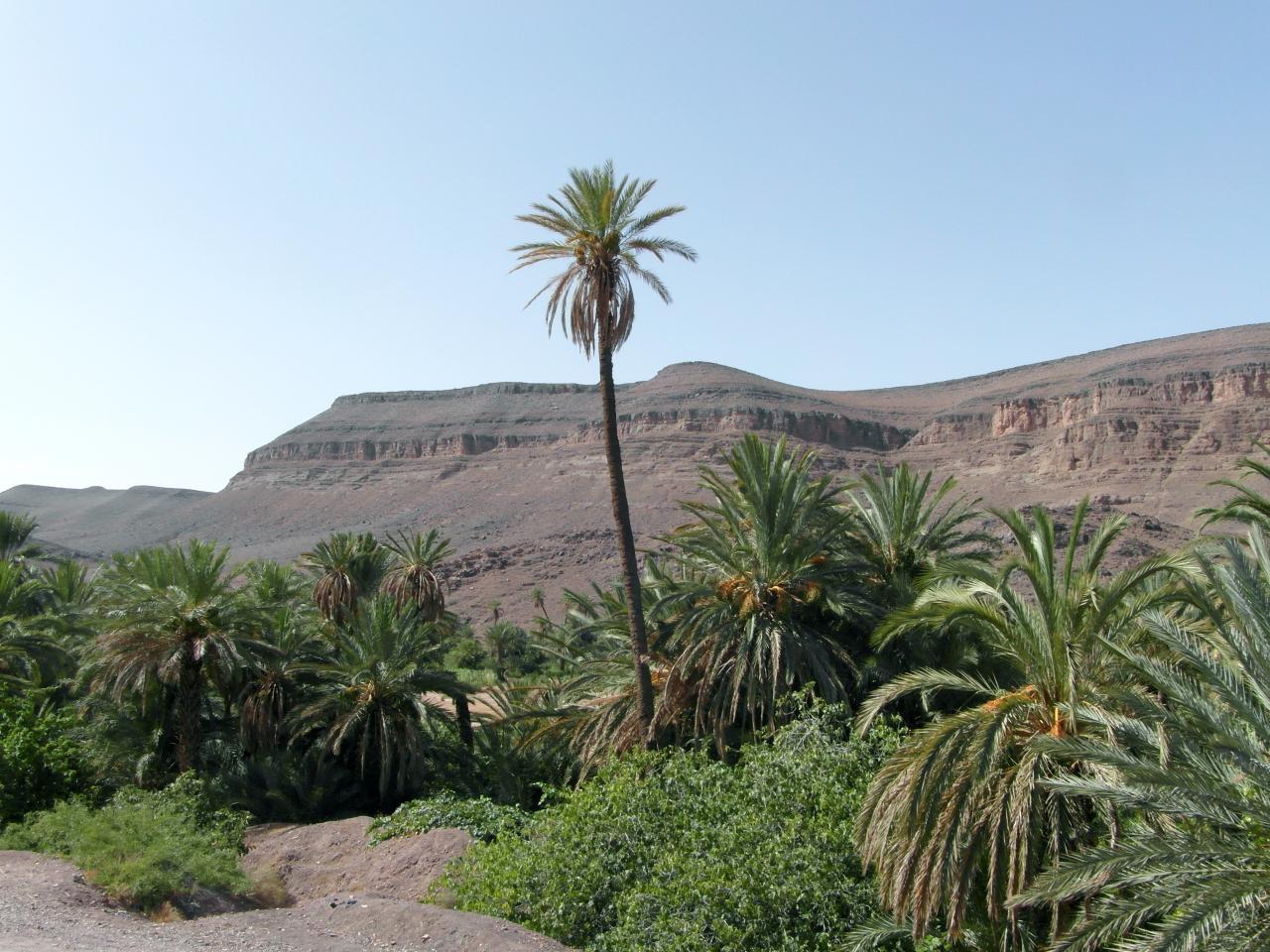 Oasis de Fint