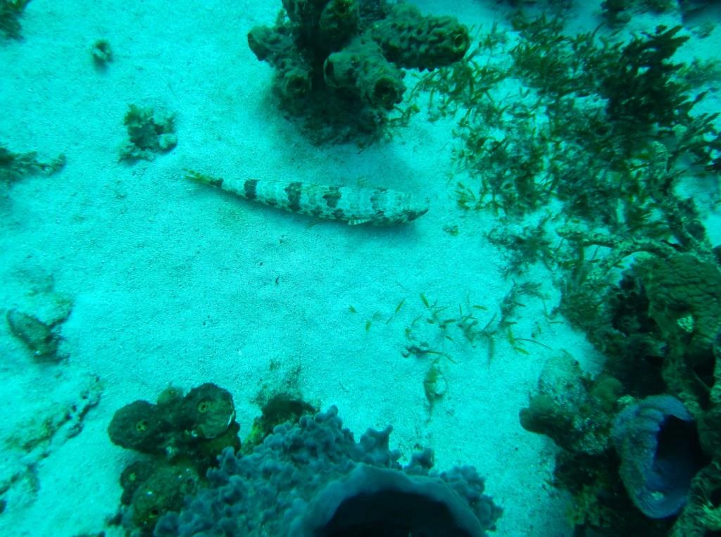 Poisson lézard