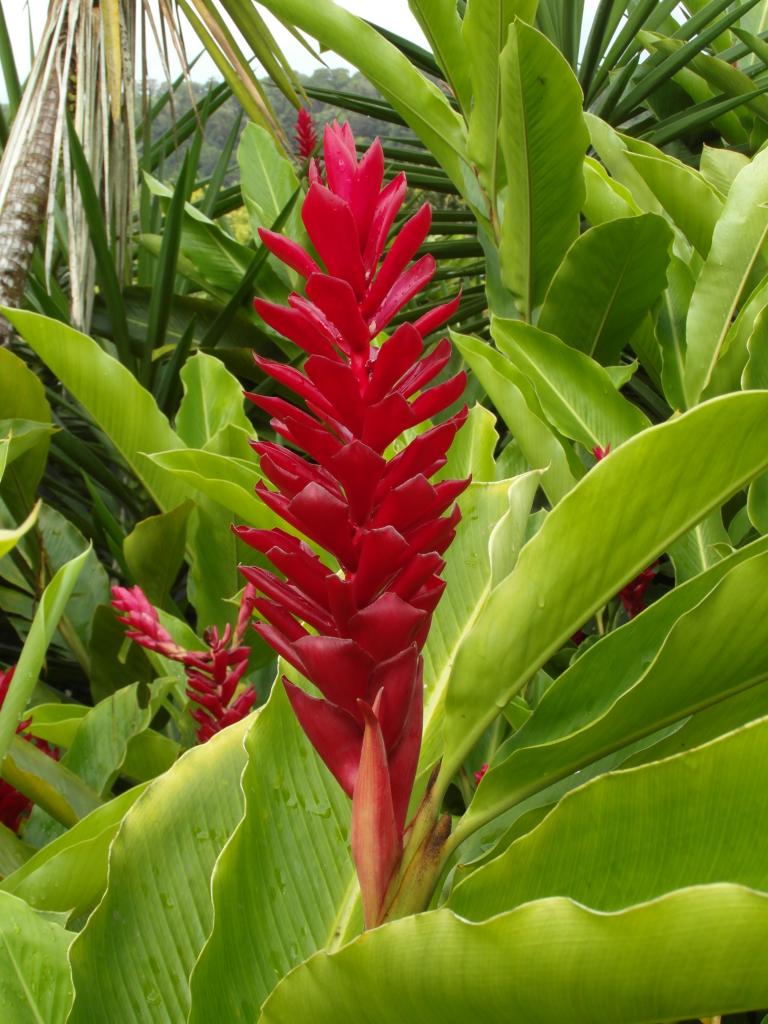 Jardin de Balata (Martinique)