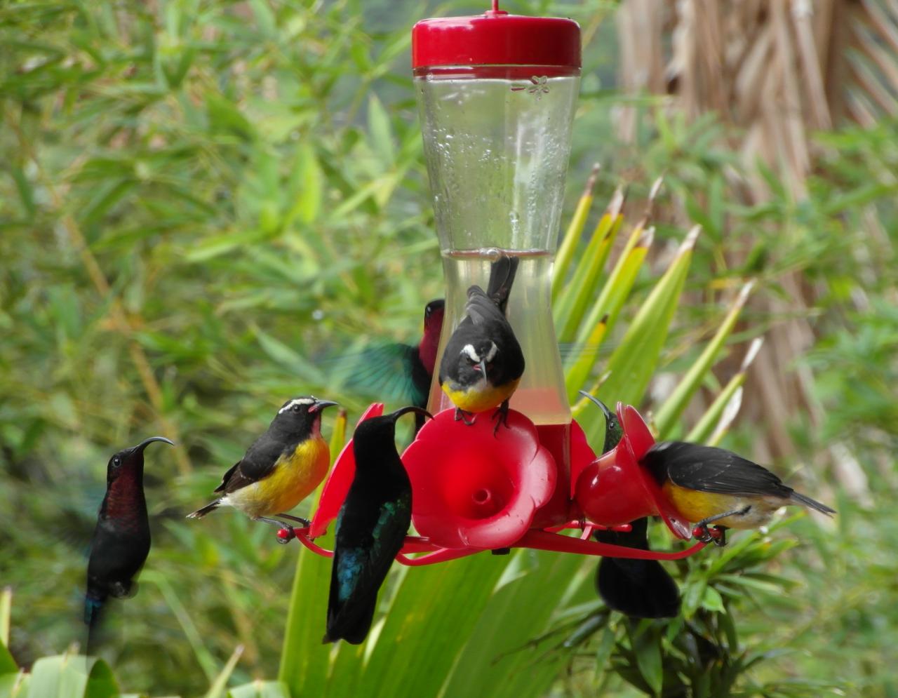 Colibri au jardin de Balata