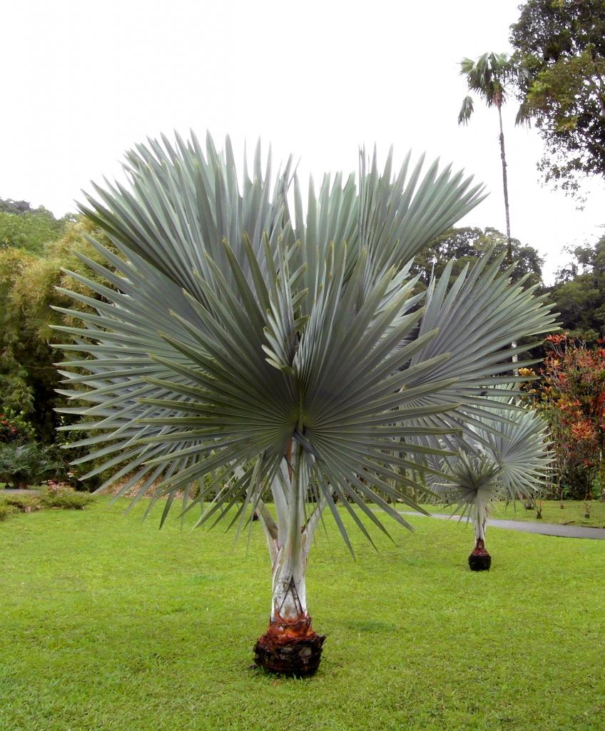 Jardin de Balata (Martinique)