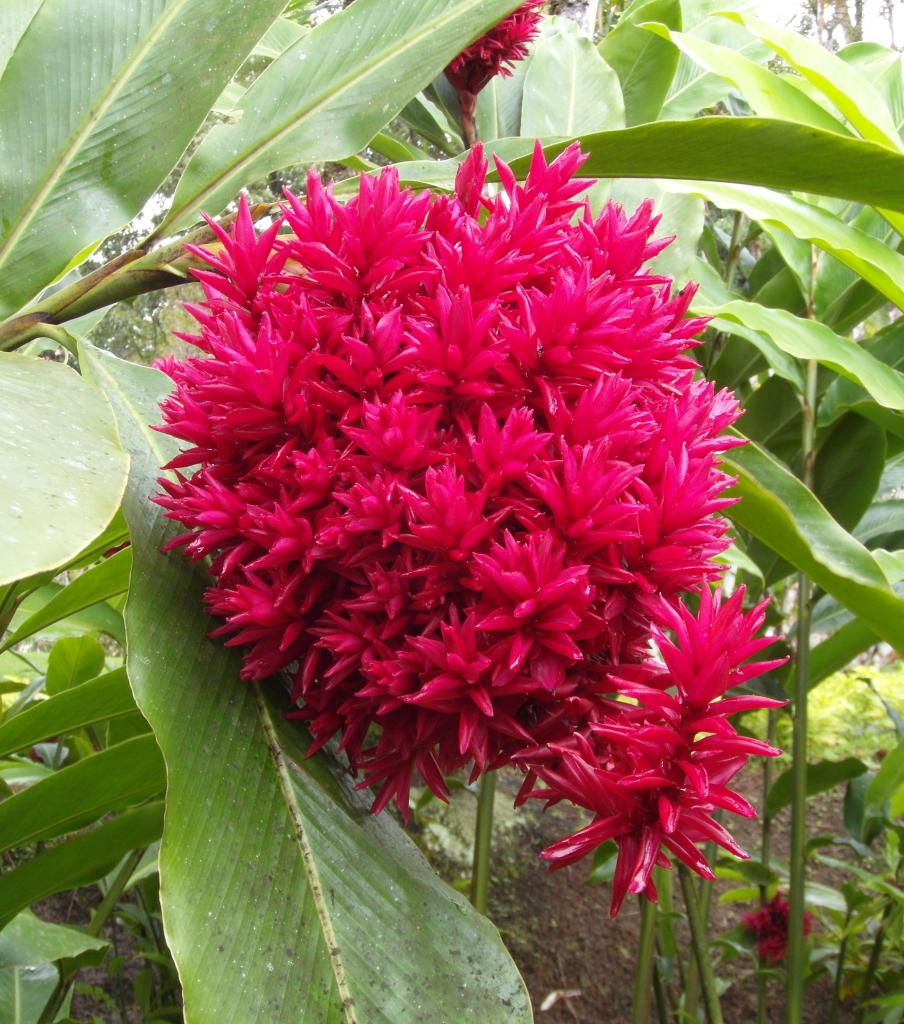 Jardin de Balata (Martinique)