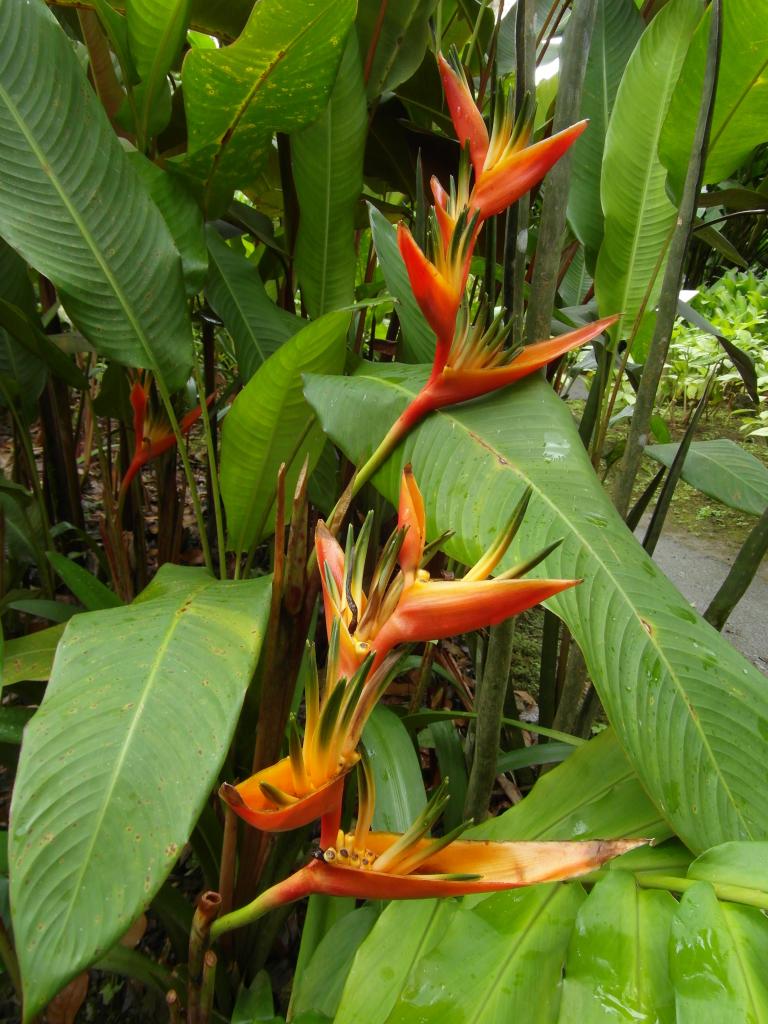 Jardin de Balata (Martinique)