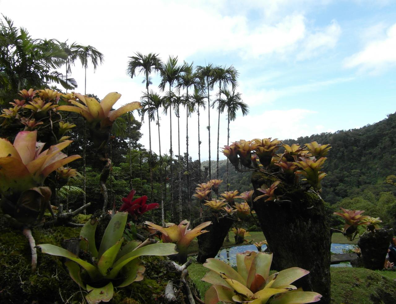 Jardin de Balata (Martinique)