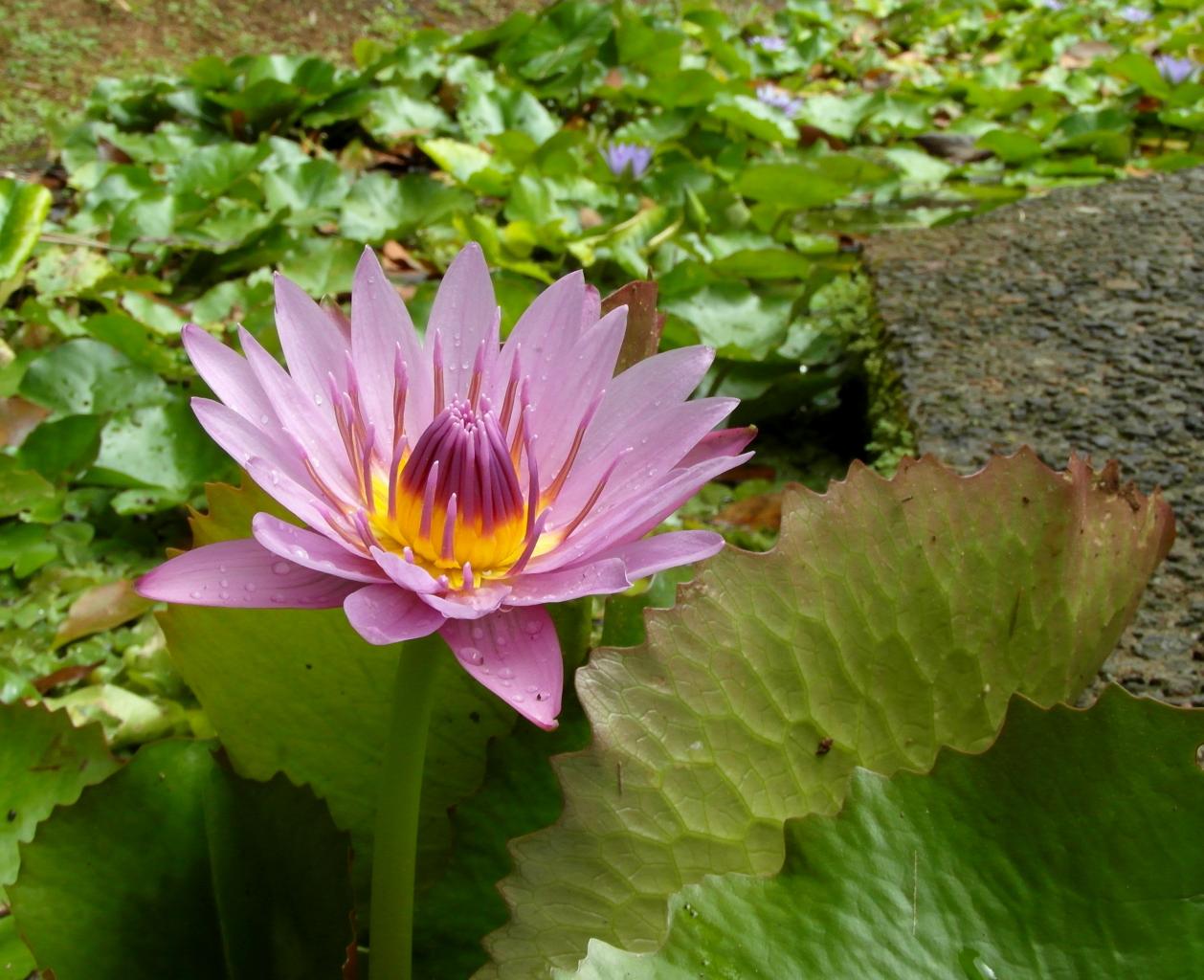 Jardin de Balata (Martinique)