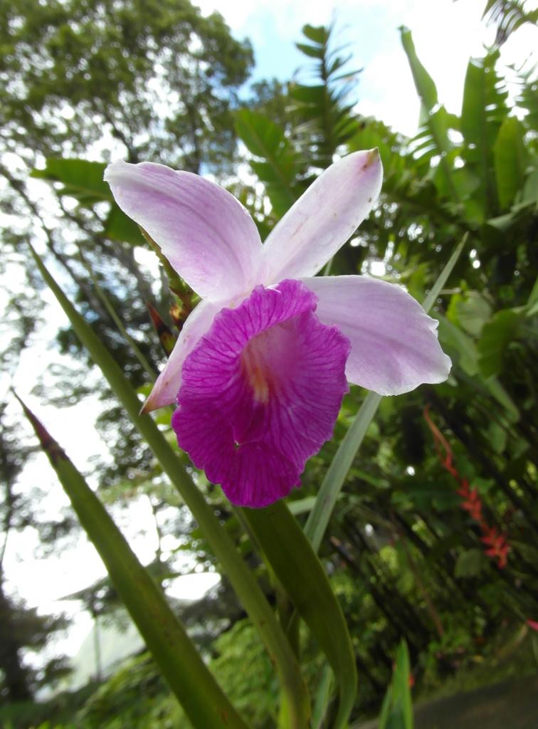 Jardin de Balata (Martinique)