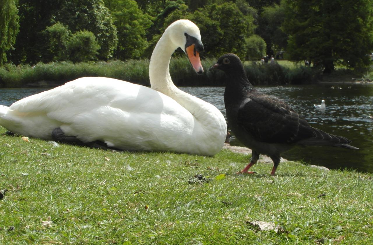 Tête à tête à St James's Park