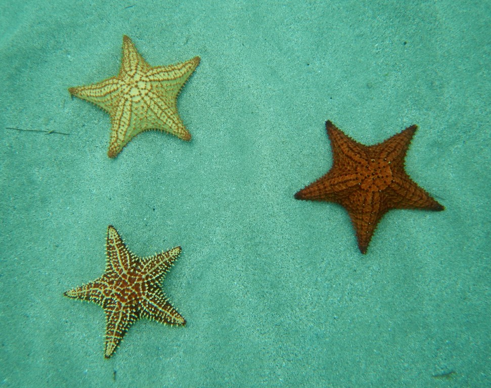 Trio