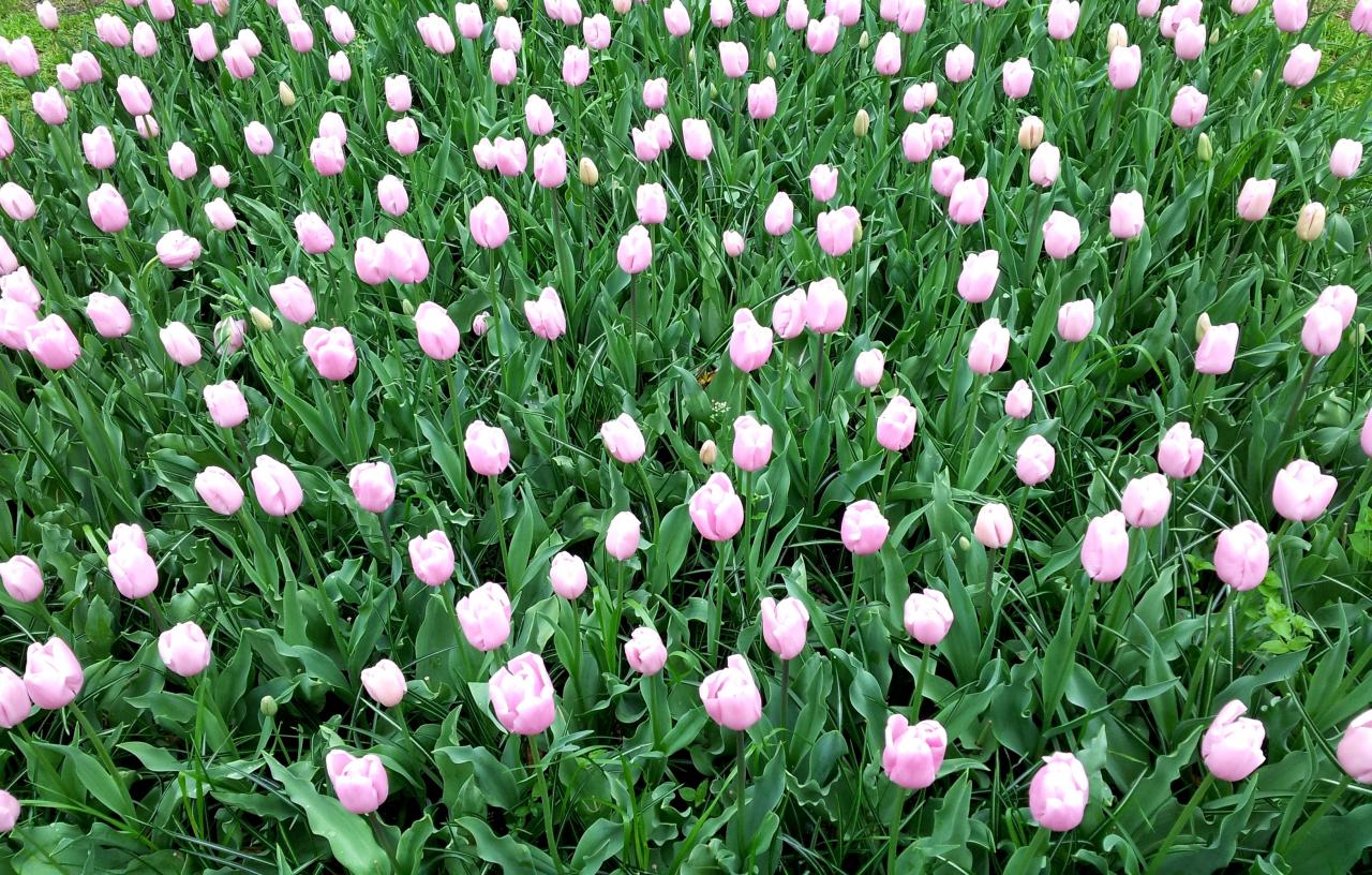 Tulipes