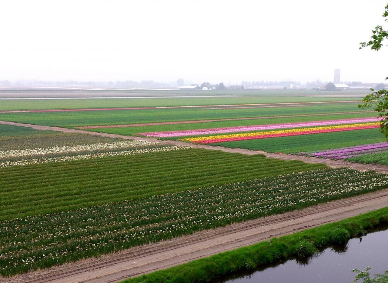 Tulipes de Keukenhof