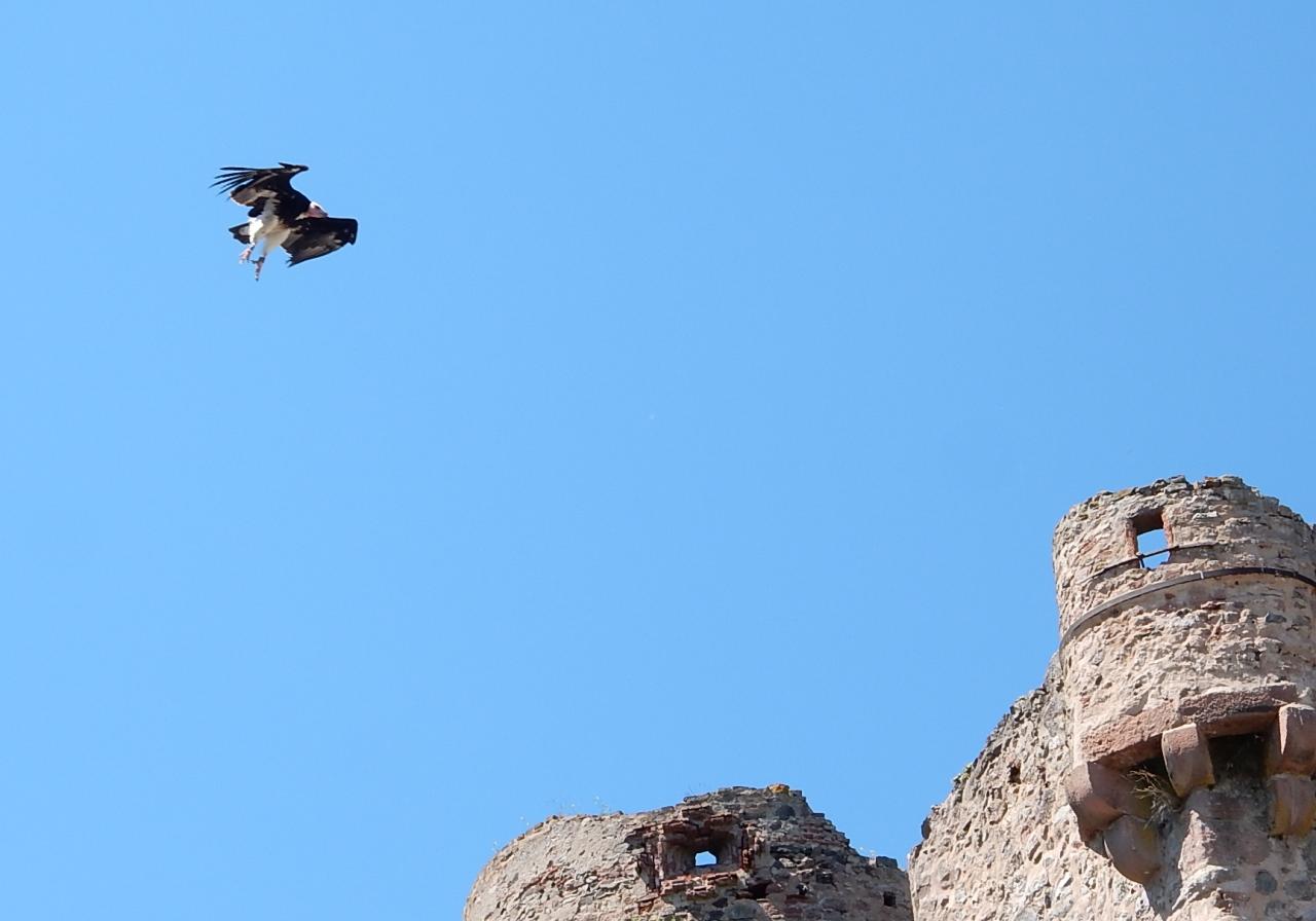 Vautour à tête blanche 2